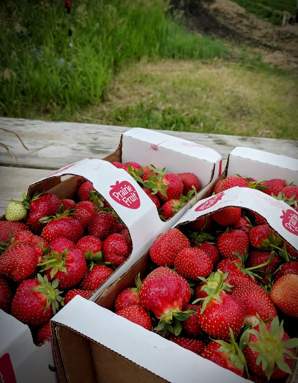 Cormiers Berry Patch | MB-247, La Salle, MB R0G 1B0, Canada | Phone: (204) 688-0858