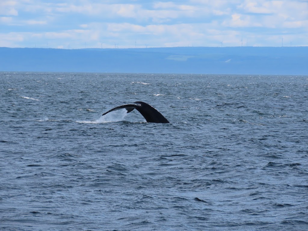 Marine Environment Discovery Centre | 41 Rue des Pilotes, Les Escoumins, QC G0T 1K0, Canada | Phone: (418) 233-4414