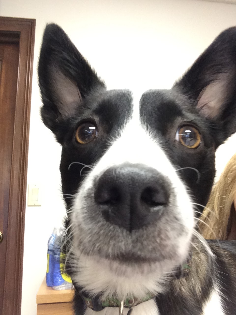 Thumb Veterinary Services | 60 E Miller Rd, Sandusky, MI 48471, USA | Phone: (810) 648-8230