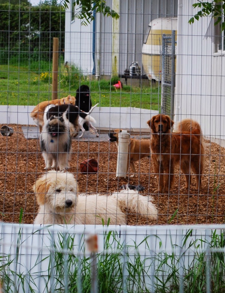 Time 4 Dogs Boarding Kennel | 27624 Watson Rd, Abbotsford, BC V4X 1P4, Canada | Phone: (604) 857-4928