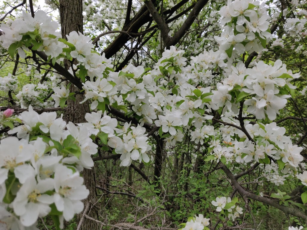 Todmorden Mills Park | 67, Todmorden Mills Park, 67 Pottery Rd, Toronto, ON M4K 2B9, Canada | Phone: (416) 338-4386