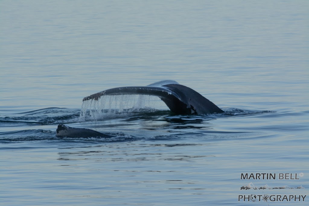 Martin Bell Photography | 1444 Vine Rd #8, Pemberton, BC V0N 2L1, Canada | Phone: (604) 905-8897