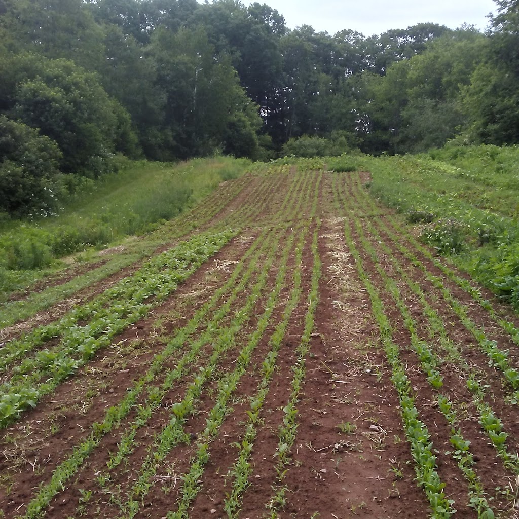 Olde Furrow Farm | 569 Belcher St, Port Williams, NS B0P 1T0, Canada | Phone: (902) 690-7621