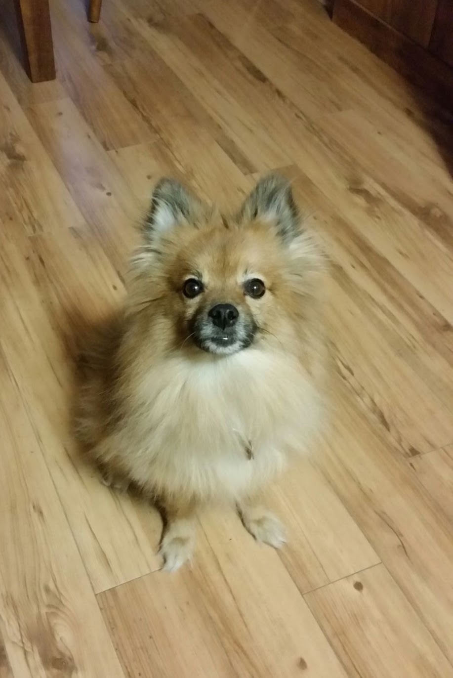 Pet Connection Pet Grooming | 1662 Valleyview Dr, Kamloops, BC V2C 4B5, Canada | Phone: (250) 372-3800