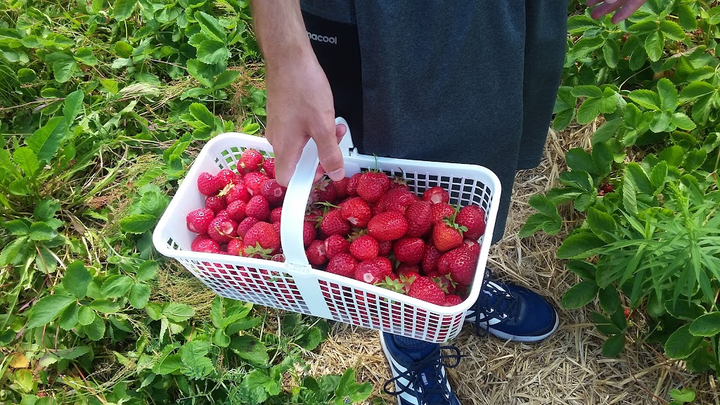 Bates Landing Roadside Market | 800, NB-850, Long Point, NB E5N 7V8, Canada | Phone: (506) 485-2795