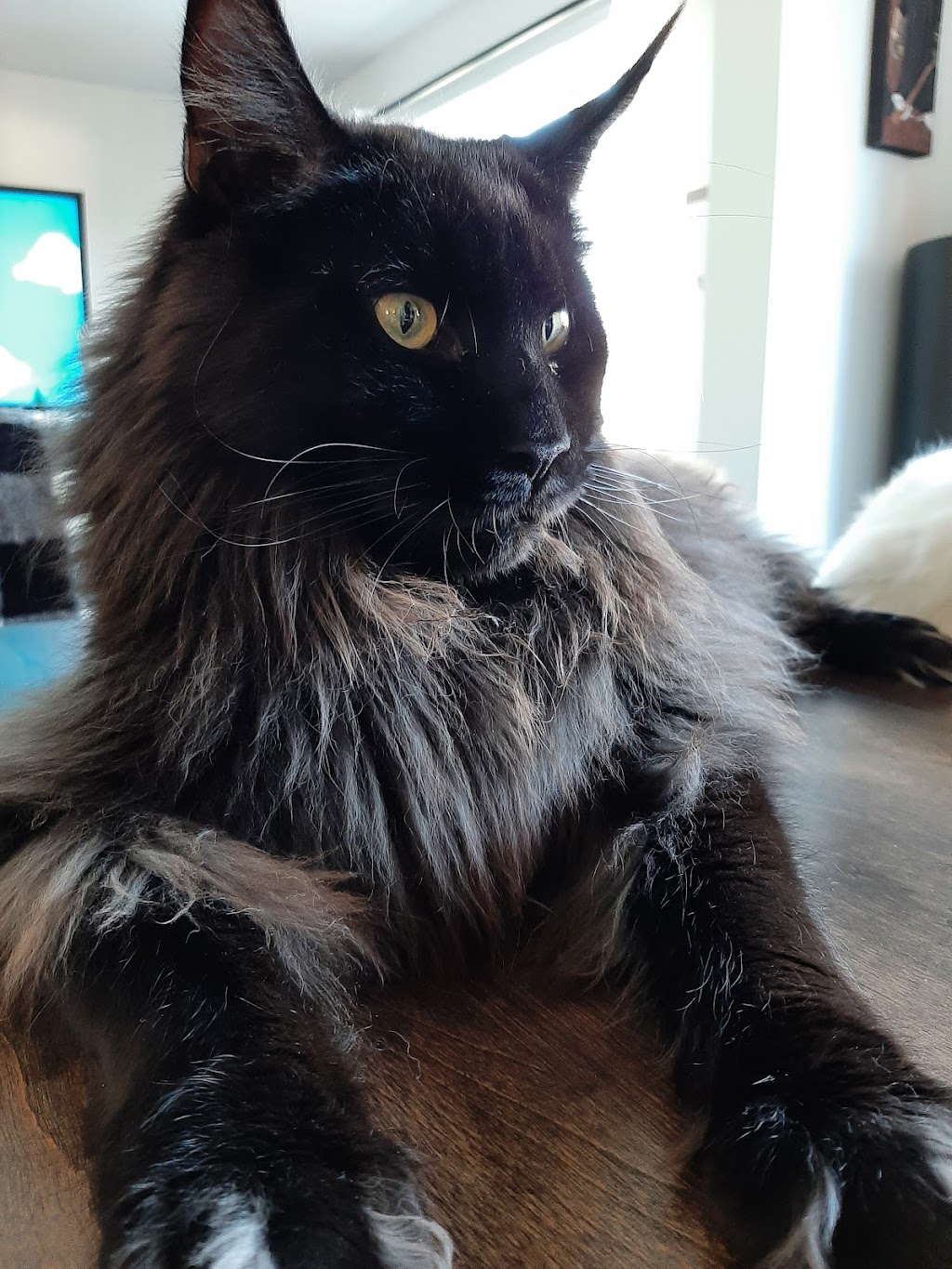 Global Pet Foods | 35 Bd de la Cité-des-Jeunes, Vaudreuil-sur-le-Lac, QC J7V 9T9, Canada | Phone: (450) 424-4545