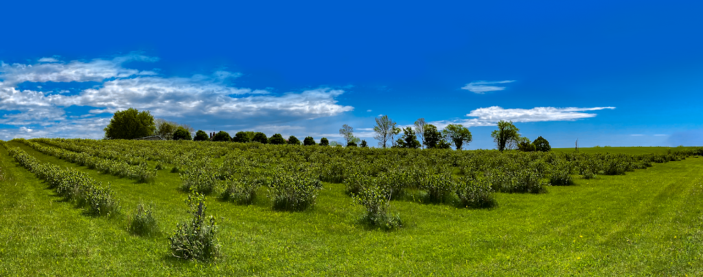 Silvios Aronia Farm | 1251 Scugog Line 8, Port Perry, ON L9L 1B2, Canada | Phone: (905) 985-3555