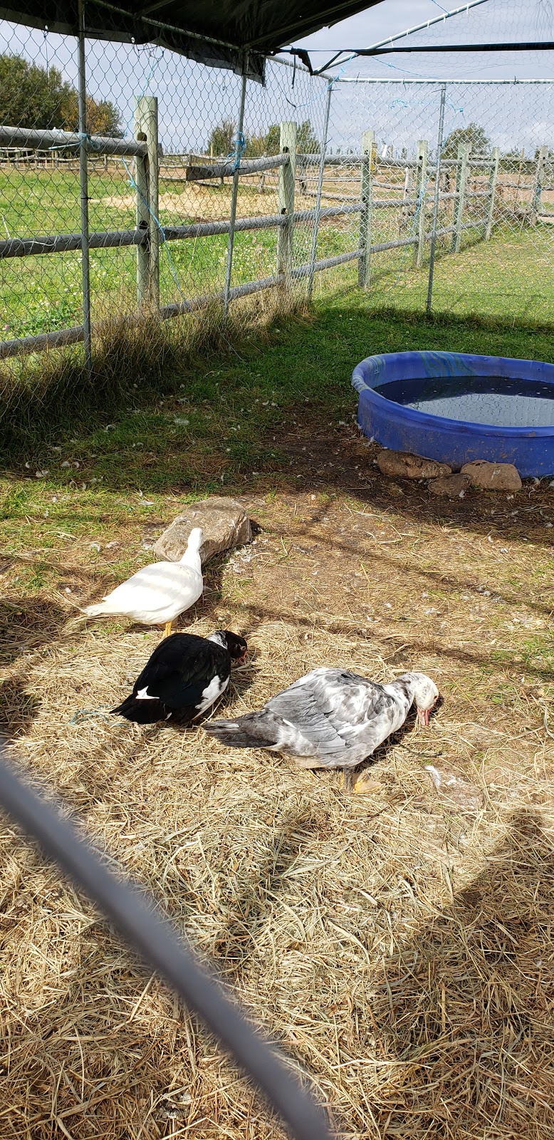 Willowbank U-Pick | 1600 Starrs Point Rd, Port Williams, NS B0P 1T0, Canada | Phone: (902) 542-9153