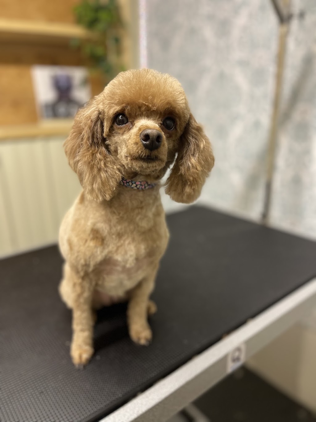 Glamour Pawz | Don Ross Dr, Township Of Essa, ON L0M 1B4, Canada | Phone: (705) 229-6649