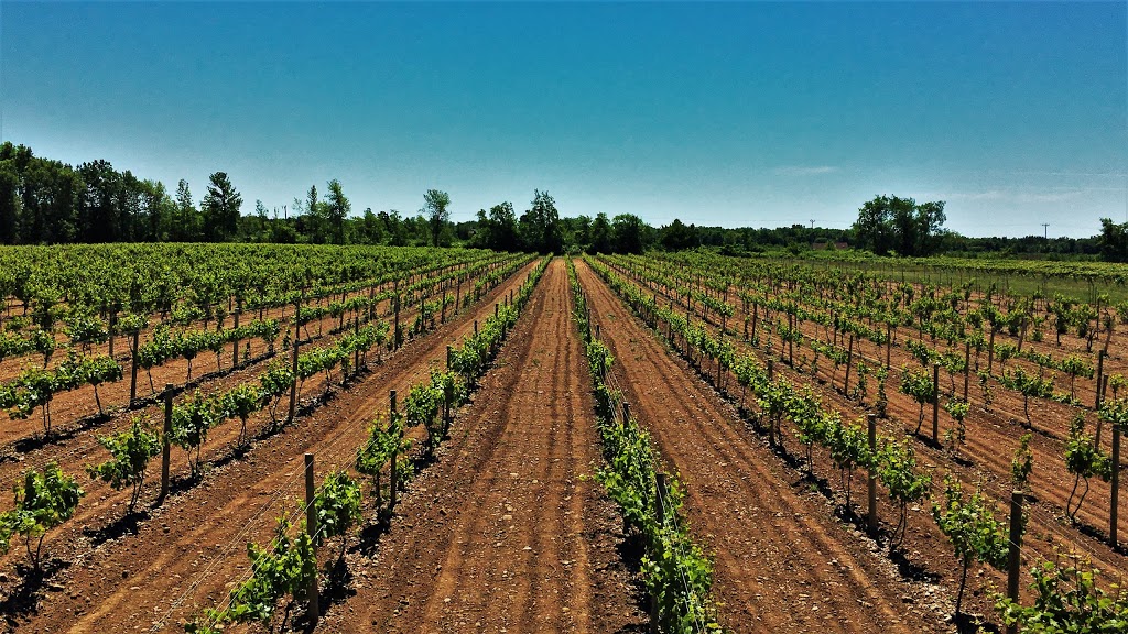 Schulze Vineyards & Winery | 2090 Coomer Rd, Burt, NY 14028, USA | Phone: (716) 778-8090