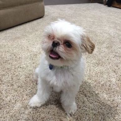 Shih Tzu Furbabys | RR 1, Pickardville, AB T0G 1W0, Canada | Phone: (780) 721-1185