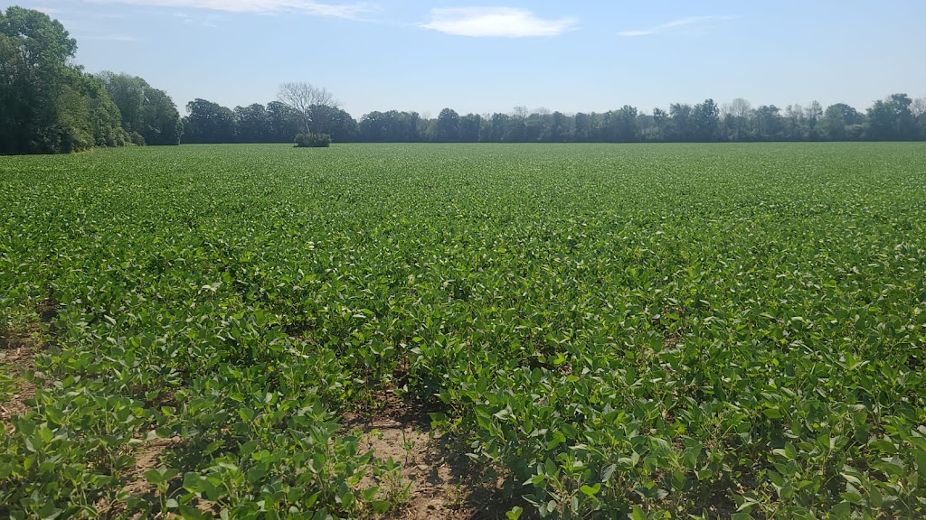 Gur Nanak Farms | 151 Gagne Rd, Prince Edward, ON K0K 2T0, Canada | Phone: (416) 402-9595