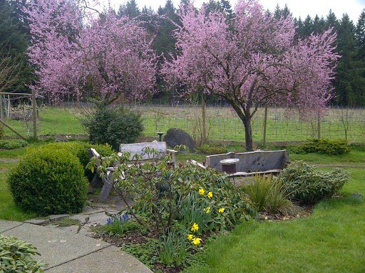 Rocky Creek Winery | 1854 Myhrest Rd, Cowichan Bay, BC V0R 1N1, Canada | Phone: (250) 748-5622