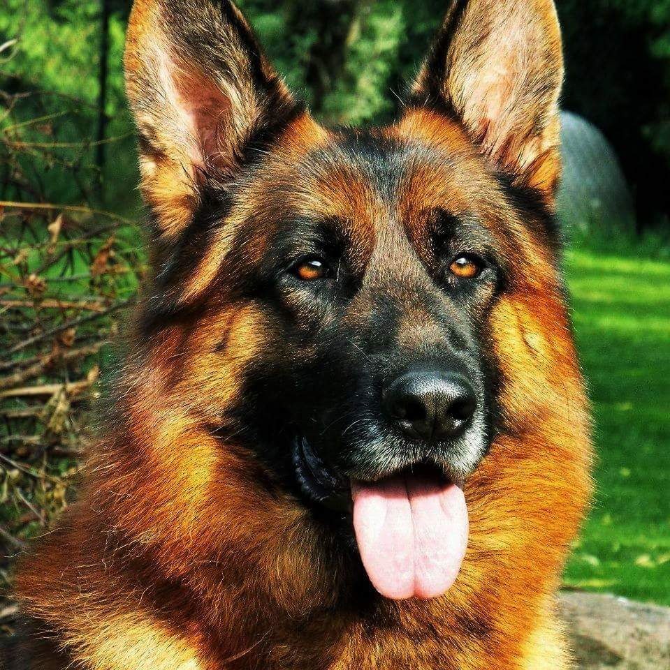 Vom Issam Haus German Shepherds | 23 Marlington Crescent, North York, ON M3L 1K3, Canada | Phone: (647) 295-1773