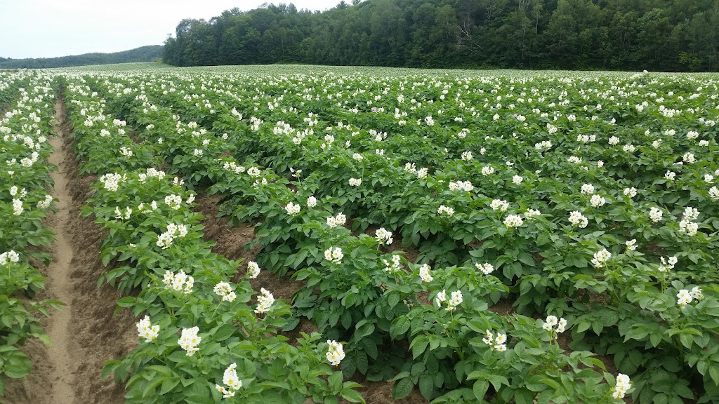 Ferme Vianney et Marguerite Turcot Inc. | 1270 Route 321 N, Saint-André-Avellin, QC J0V 1W0, Canada | Phone: (819) 428-3704