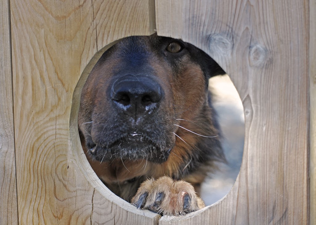 The Dog House & More | 296 Brock St E, Thunder Bay, ON P7E 4H4, Canada | Phone: (807) 623-8813