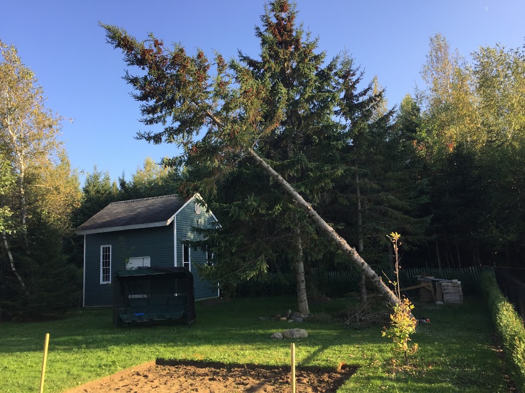Verti-Go Arboriculture | point of interest | 82 Rue des Diamants, Sherbrooke, QC J1G 3Z8, Canada | 8193452749 OR +1 819-345-2749
