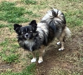 Mixed Blessings Puppies | 2040 Herd Rd, Duncan, BC V9L 5W3, Canada | Phone: (778) 422-3342
