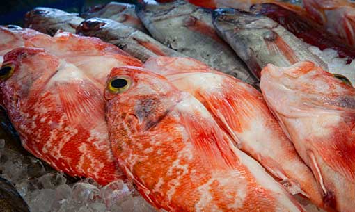 Newport Fish | 370 Alliance Ave, York, ON M6N 2H8, Canada | Phone: (416) 537-1278