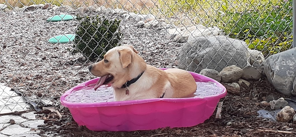 Doggy Day Care | 2801 Squilax-Anglemont Rd, Lee Creek, BC V0E 1M4, Canada | Phone: (587) 783-4325