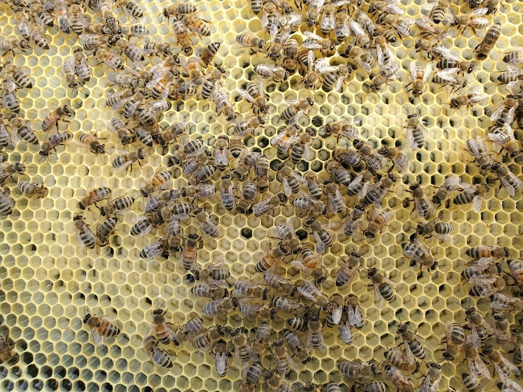 Sandilands Apiary | 48112 Provincial Trunk Hwy 12, Zhoda, MB R0A 2P0, Canada | Phone: (204) 408-4250