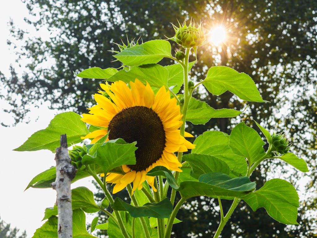 Town Centre Park Inspiration Garden | 3091-3099 Guildford Way, Coquitlam, BC V3B 4S1, Canada
