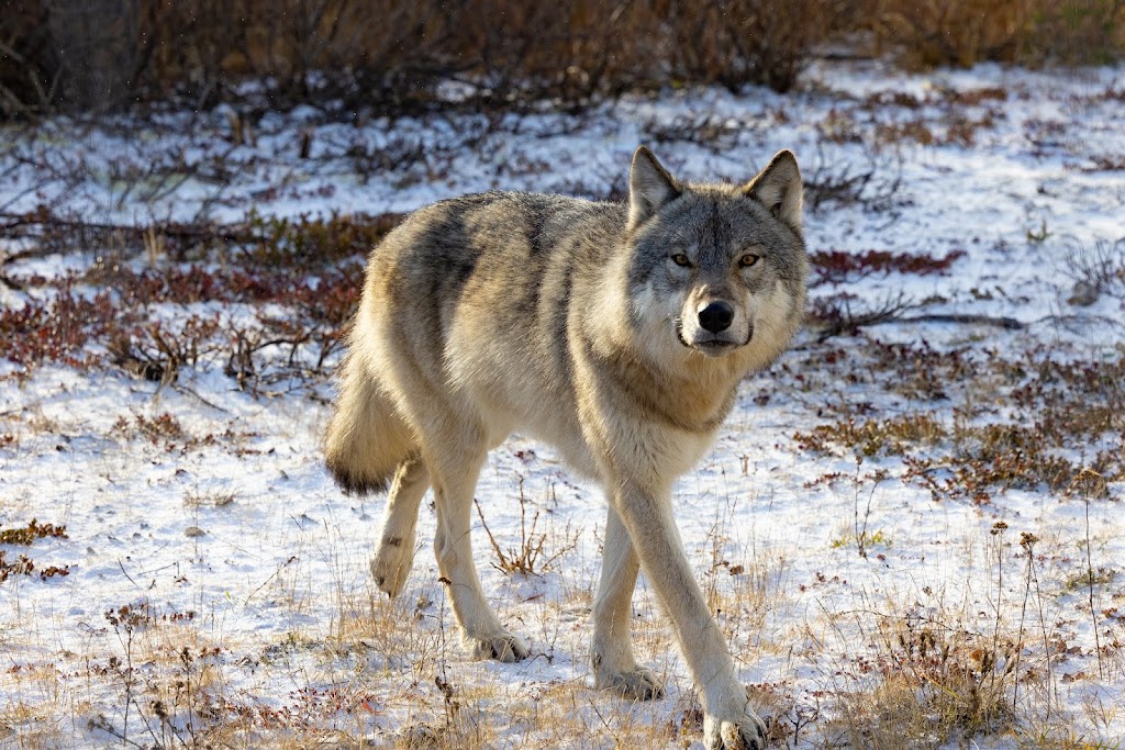 Churchill Wild | 1 Rivard St Suite 204D, Ile des Chênes, MB R0A 0T0, Canada | Phone: (204) 878-5090
