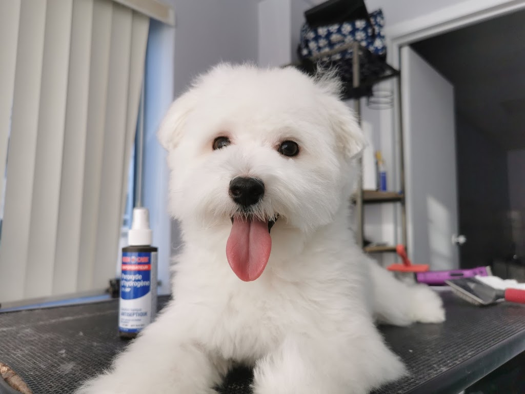 Neko Neko Pet | 69 Howden Rd, Scarborough, ON M1R 3C7, Canada | Phone: (647) 619-9132