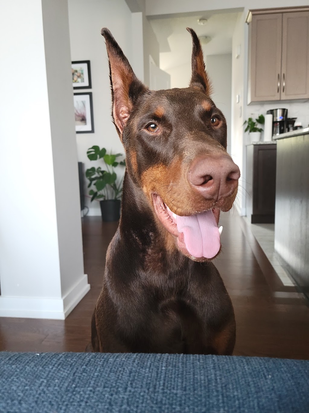 K9 Odyssey Ottawa | 1064 Misty Morning Ln, Greely, ON K4P 1P8, Canada | Phone: (613) 325-2822