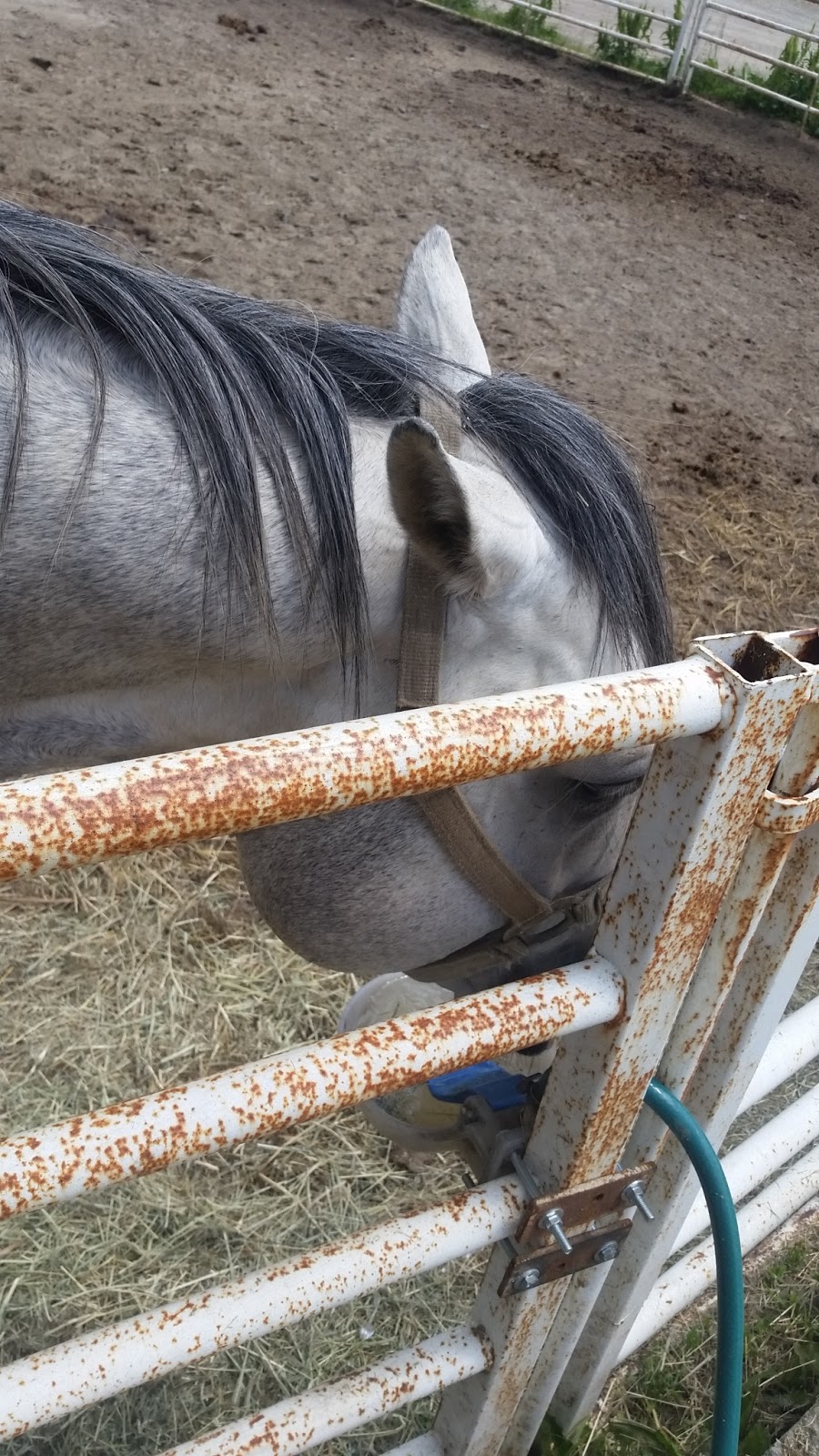 Ranch Chevaletre Inc | 959 Rang Petit 8, Saint-Valérien-de-Milton, QC J0H 2B0, Canada | Phone: (450) 278-2015