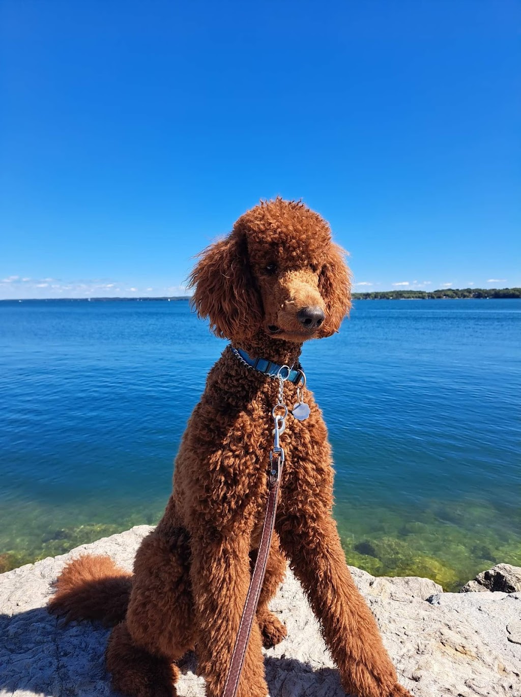 The Dogz Lodge | 174 Cook St, Barrie, ON L4M 4H3, Canada | Phone: (705) 333-2860