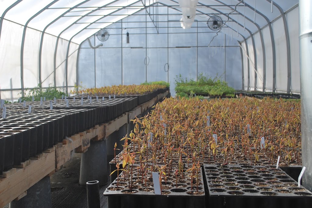 pépinière north hill | 14 Chem. North Hill, Lingwick, QC J0B 2Z0, Canada | Phone: (819) 640-9933