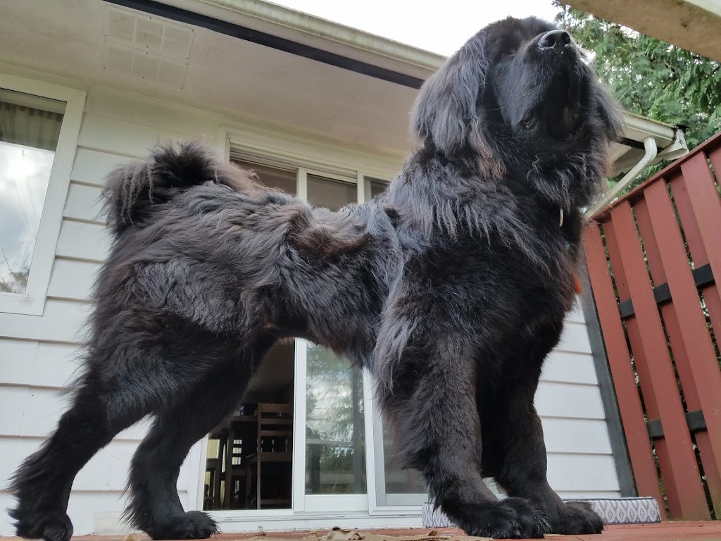 Source K9 Dog Training and Rehabilitation | 4990 Wilson Rd, Duncan, BC V9L 6L5, Canada | Phone: (250) 216-1462