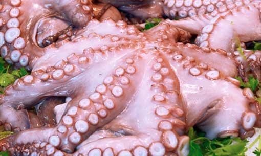 Newport Fish | 370 Alliance Ave, York, ON M6N 2H8, Canada | Phone: (416) 537-1278