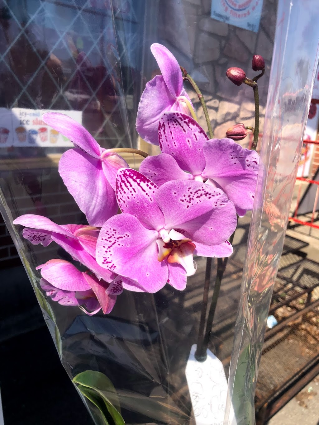 Fleurs Chez Normand | 592 Rue Ingrid, Laval, QC H7P 3P6, Canada | Phone: (450) 625-2027