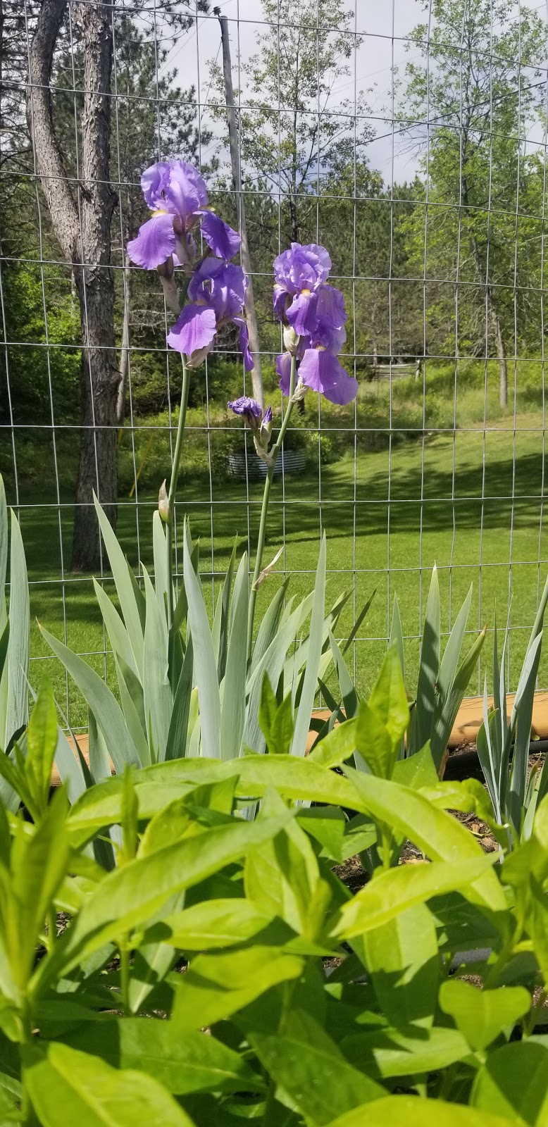 Dunwurkn Farms Maple Camp | Hoddinott Ln, Balderson, ON K0G 1A0, Canada | Phone: (613) 836-1291