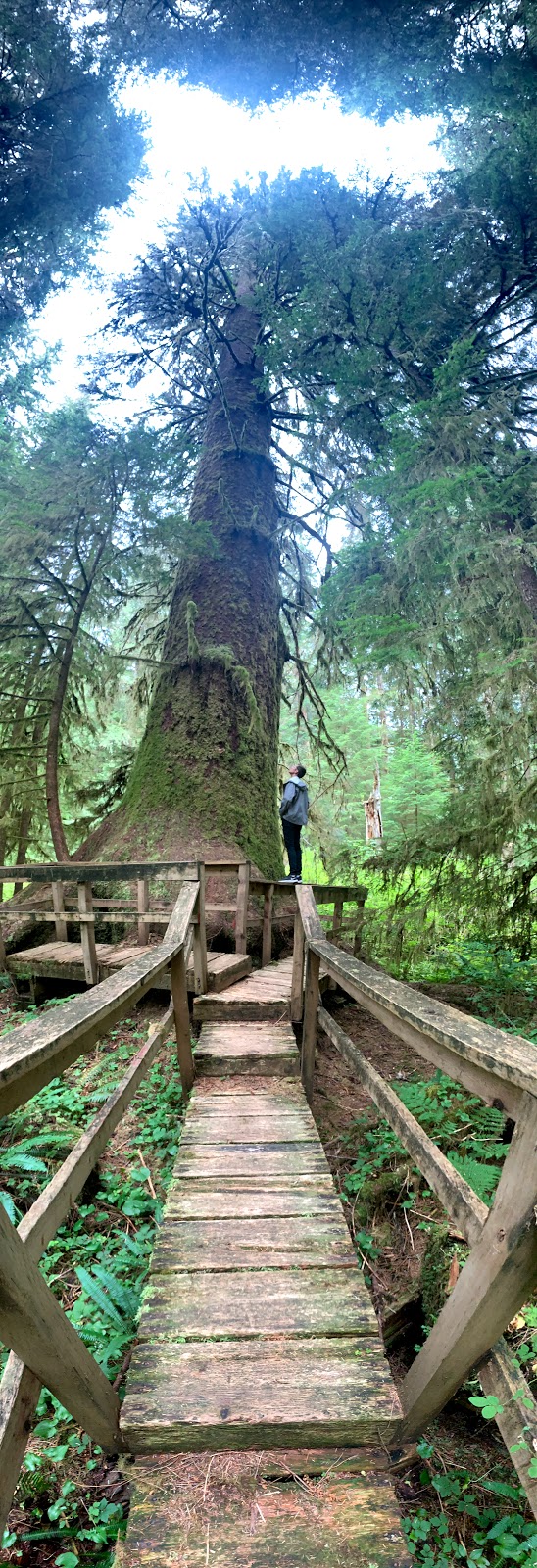 Carmanah Walbran Provincial Park | British Columbia V0S 1K0, Canada | Phone: (877) 559-2115