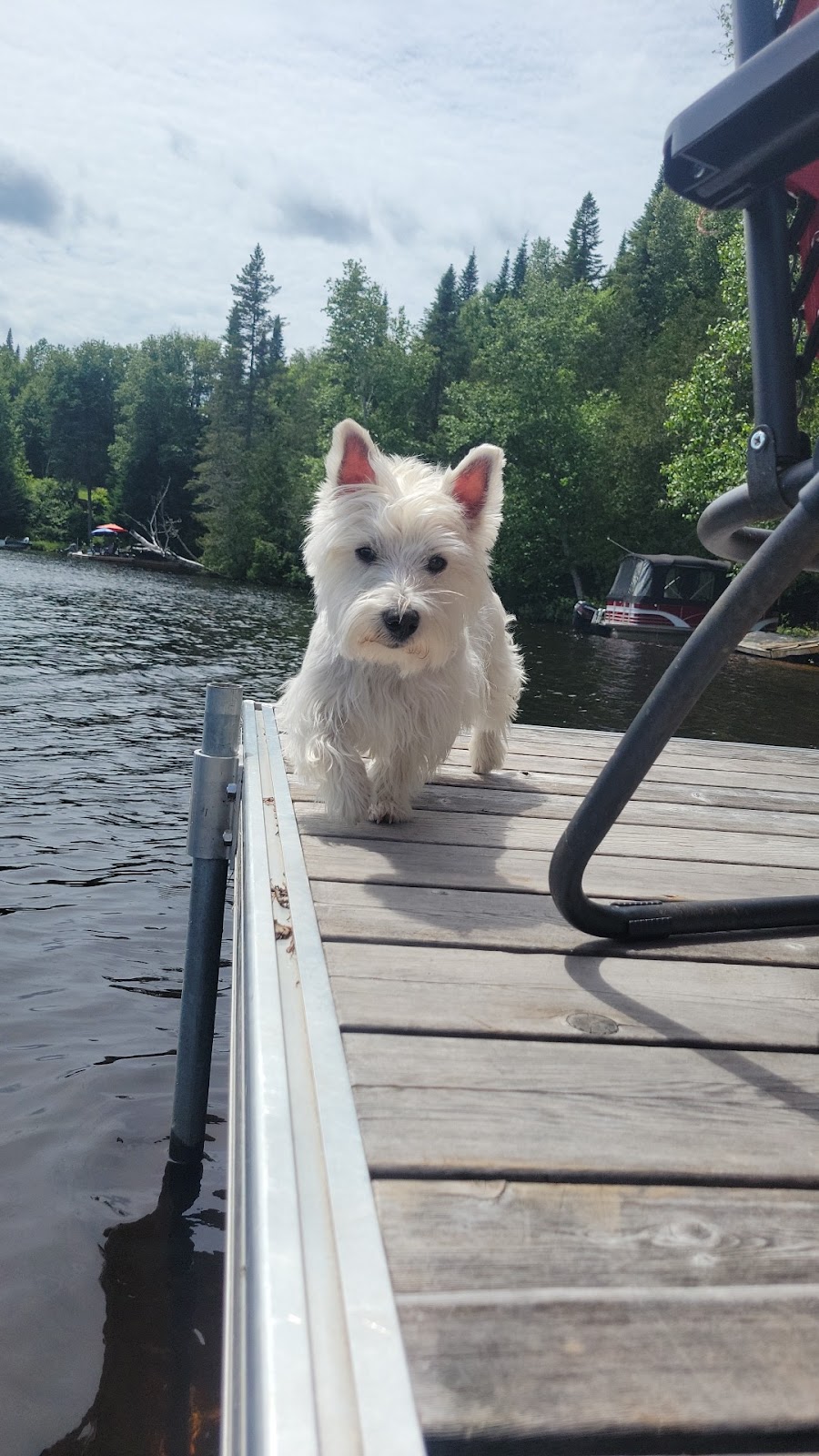 Stephanies Pet Grooming | 451 Guelph Line, Burlington, ON L7R 3L8, Canada | Phone: (905) 637-4143