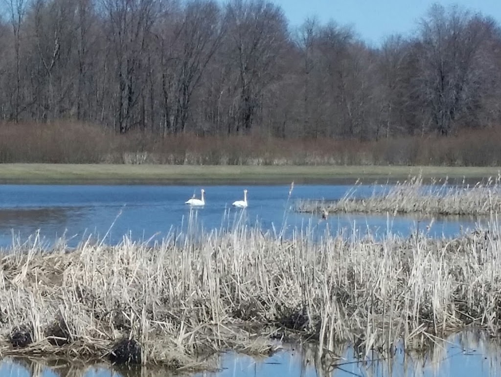 Minesing Wetlands | 363 Mill St, Angus, ON L0M 1T2, Canada | Phone: (705) 424-1479