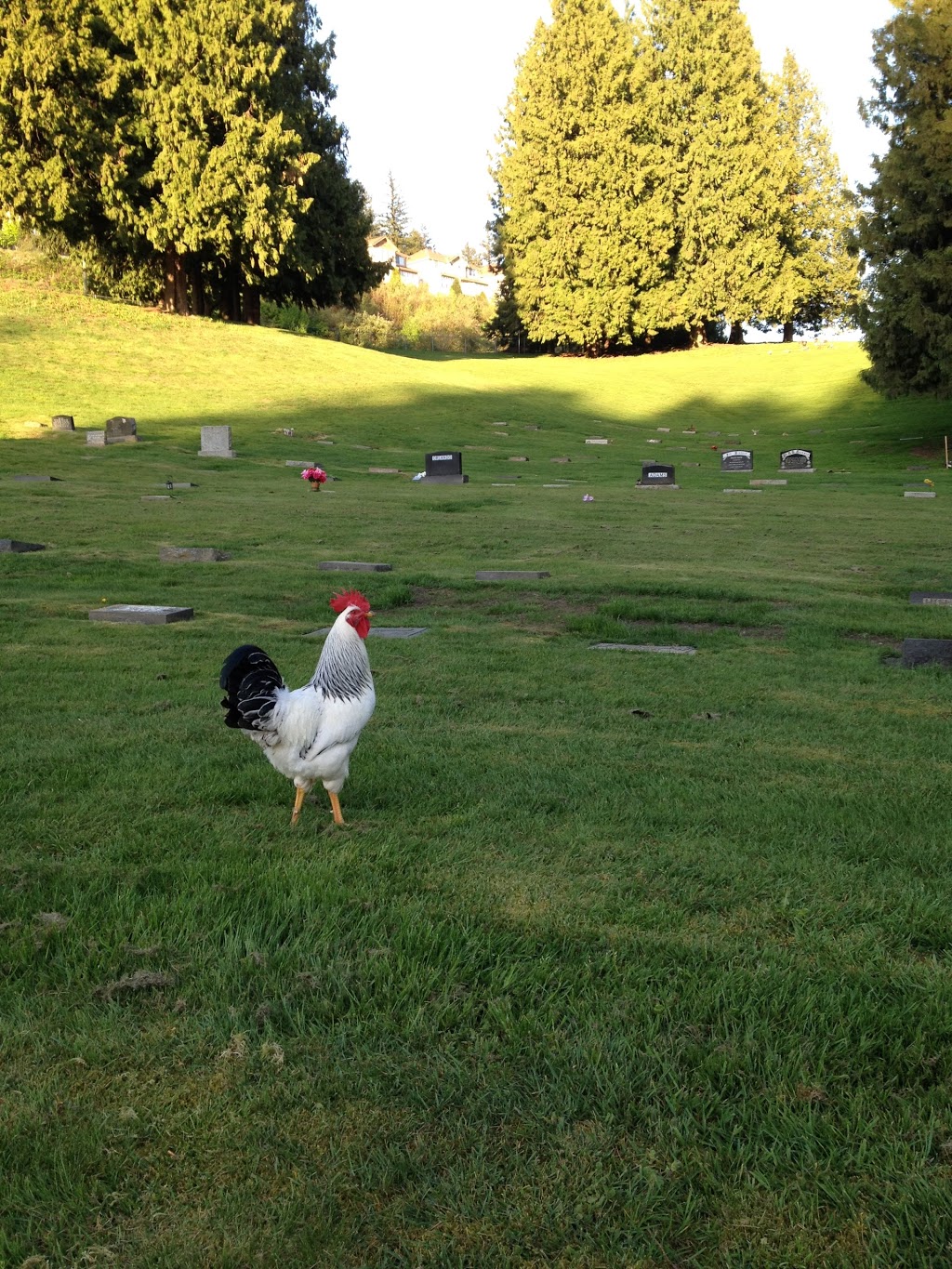 Musselwhite Cemetery | cemetery | 35301 Old Yale Rd, Abbotsford, BC V3G 2C5, Canada