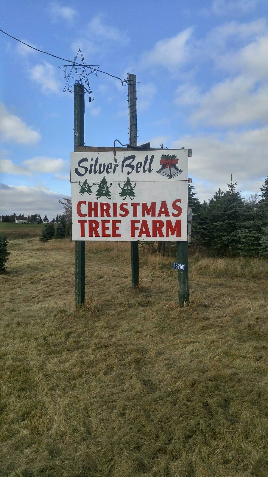 Silver Bell Christmas Tree Farm | Veterans Memorial Hwy, Miltonvale Park, PE C0A 1Y0, Canada | Phone: (902) 954-0803