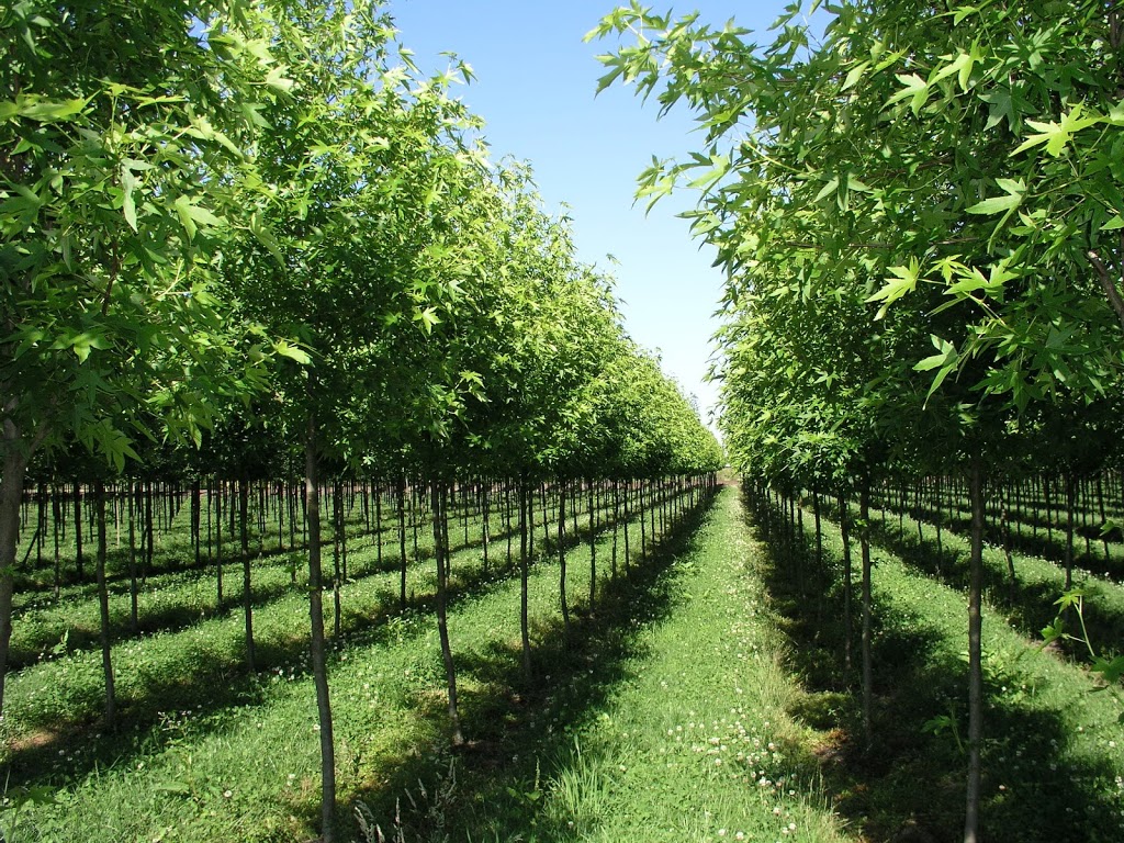 Specimen Trees Wholesale Nurseries Ltd | 18598 Advent Rd, Pitt Meadows, BC V3Y 2G8, Canada | Phone: (604) 465-7122
