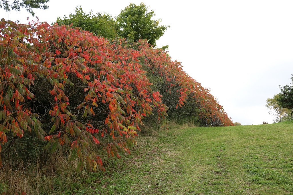 JC Agri Orchards | 3105 16th Sideroad, King City, ON L7B 1A3, Canada | Phone: (705) 817-0943