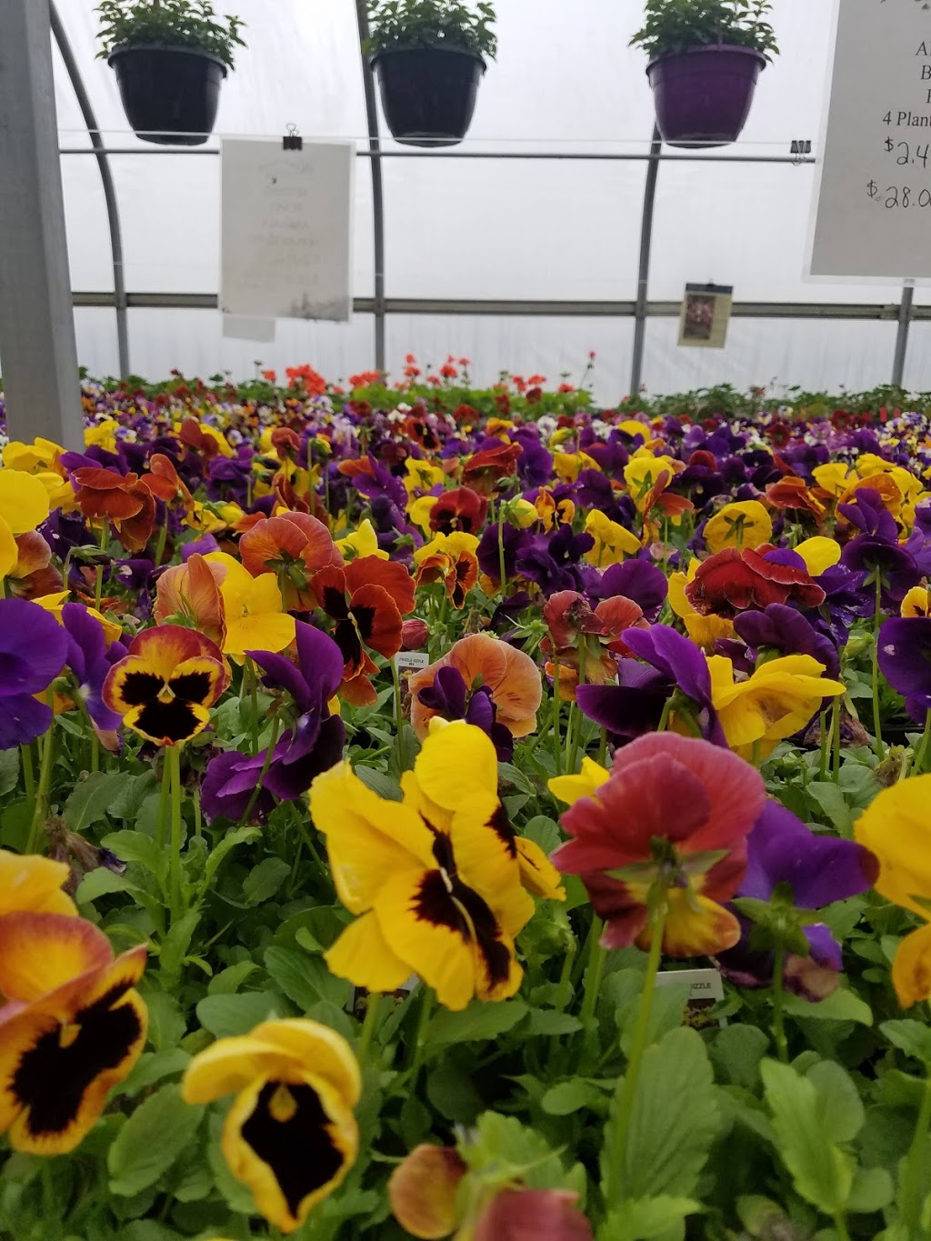 Stonepath Greenhouses | 1142 Quin Mo Lac Rd, Tweed, ON K0K 3J0, Canada | Phone: (613) 478-1675