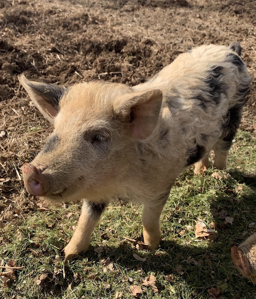 Blue Bike Farm | 5058 NS-12, New Ross, NS B0J 2M0, Canada | Phone: (902) 689-2555