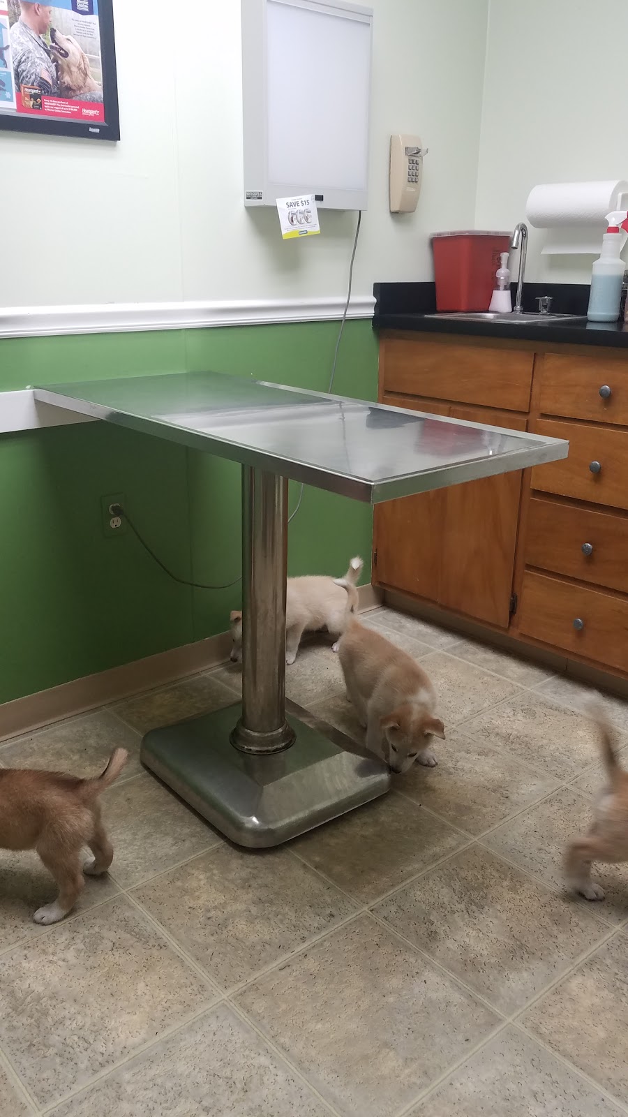 Veterinary Associates | 3801 Lapeer Rd, Port Huron, MI 48060, USA | Phone: (810) 985-6144