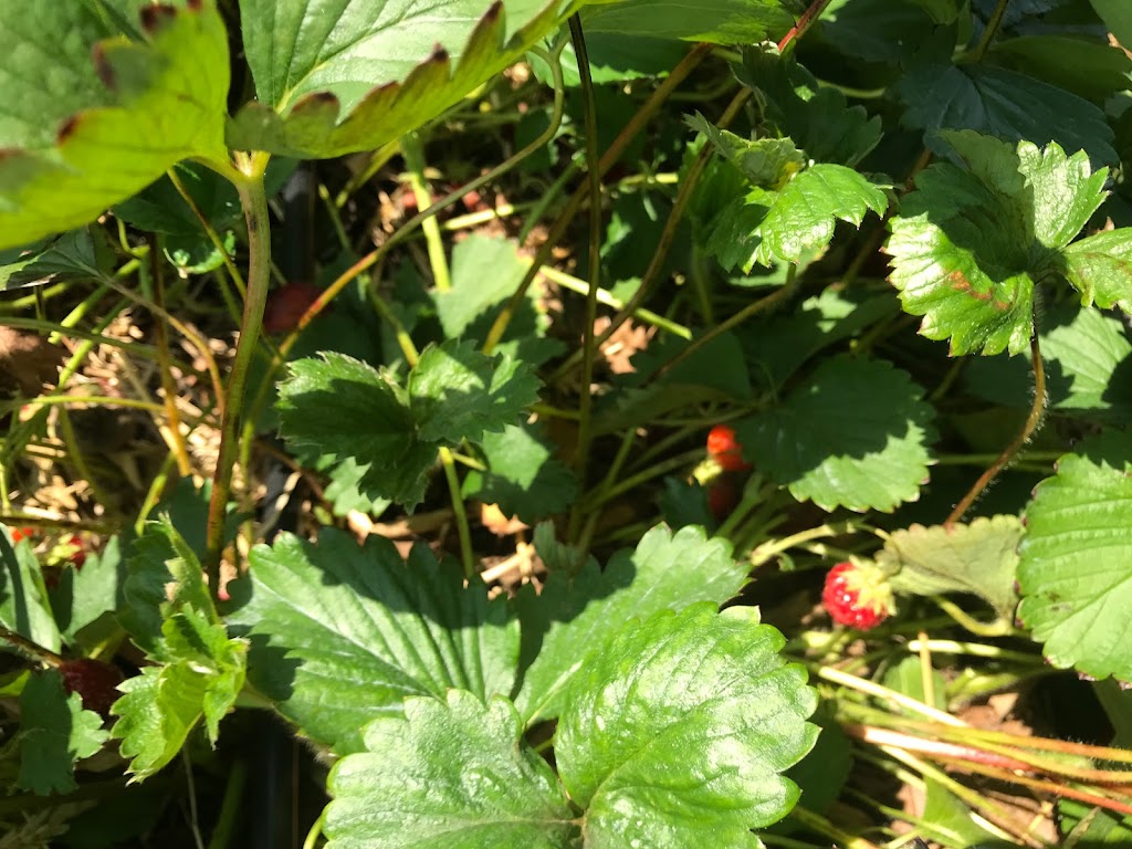 Tigchelaar Berry Farms Pick-your-own Strawberries | 4159 Jordan Rd, Jordan Station, ON L0R 1S0, Canada | Phone: (905) 658-2265