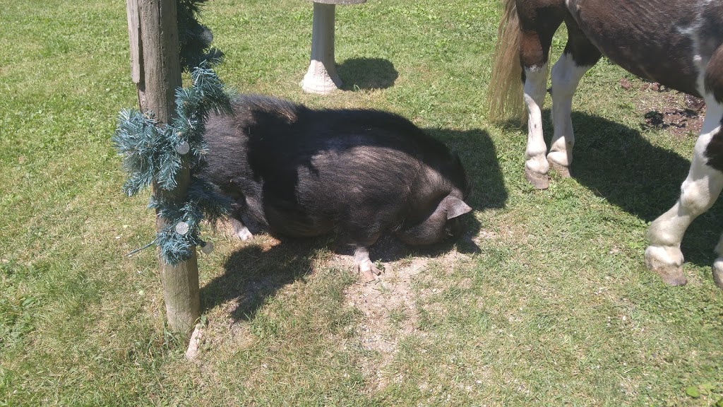 Last Chance Horse And Pony Rescue | 4269 Rebstock Rd, Crystal Beach, ON L0S 1B0, Canada | Phone: (905) 380-1440