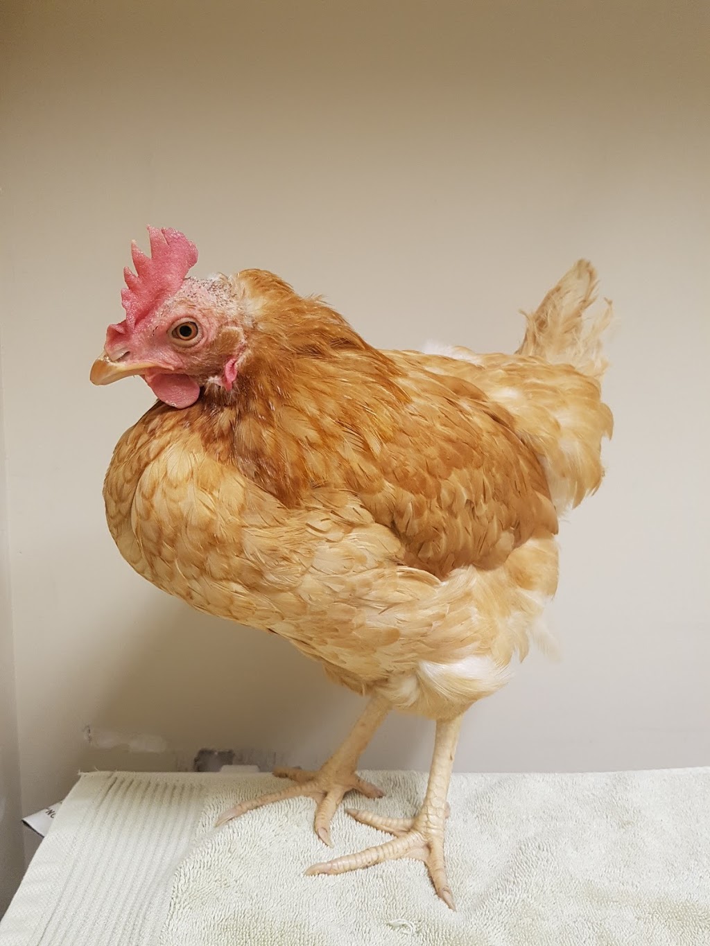 Lynwood Animal Hospital | 30 Stafford Rd #107, Nepean, ON K2H 8W1, Canada | Phone: (613) 820-0443