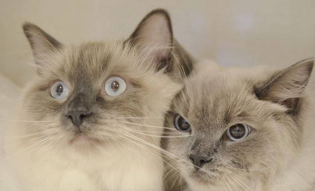 Grace Veterinary Hospital | 4228 Glanford Ave, Victoria, BC V8Z 4B7, Canada | Phone: (778) 433-9373